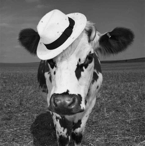 this model really is a heifer jean baptiste mondino s cow photos for a oh la vache cow