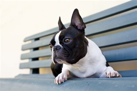 Boston Terrier Dog Breed Information Faq And Fun Facts 2018 Edition