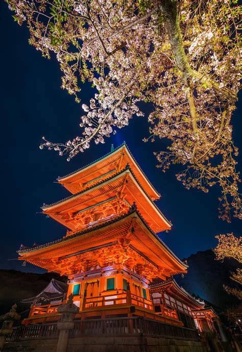 Guide To Naked Sakura Night Garden In Japan
