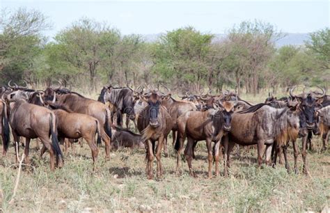 Migrating Herd Of Wildebeest Stock Photo Image Of National Trees