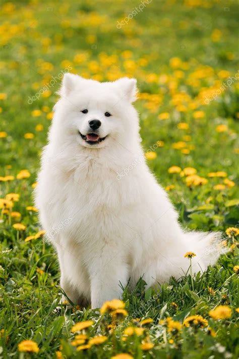 young happy smiling white samoyed dog  bjelkier smiley sammy stock photo  ryhor