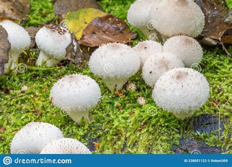Lycoperdon Perlatum Popularly Known As The Common Puffball Stock