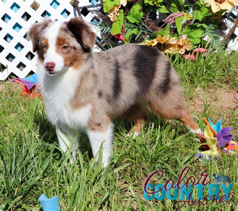 Rosebud Red Merle Male Color Country Aussies