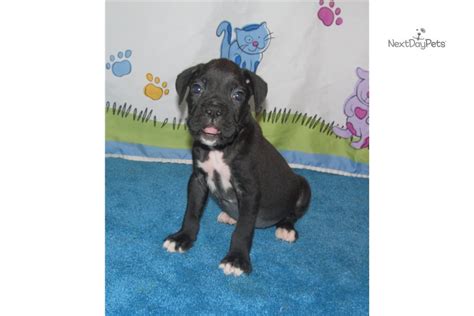 Boxer puppies are available #boxer#dog_show_2020.boxerboxer breed boxers boxer breed boxer information boxer facts in hindiboxer show qualityboxer in. Samuel: Boxer puppy for sale near Dallas / Fort Worth, Texas. | 10b1174c-bf41