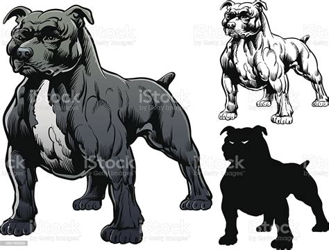 American bully xl/ xl pitbull. Pitbull Stock Vector Art & More Images of Animal 165790009 ...