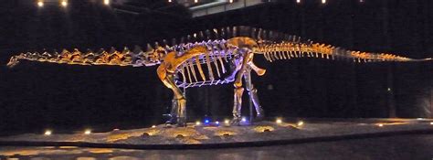 At least four apatosauruswere successfully transported to the mainland. Apatosaurus sp. BYU 17096, surnommé "Einstein" (aka ...