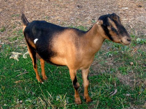 15 Famous Goat Breeds To Raise For Milk Meat And Fleece