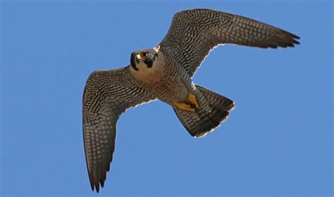Falcon Facts Types Classification Habitat Diet Adaptations
