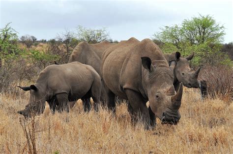 Rhino Poaching In South Africa Are Numbers Falling Or Focus Shifting
