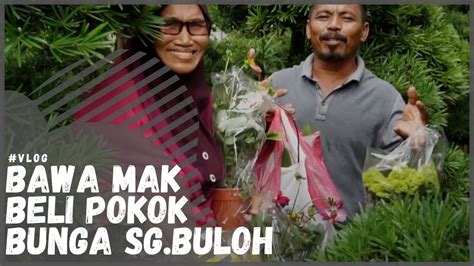 This stretch of nurseries is located near the sg buloh medical centre where much of the land has been stripped clean for construction projects and. Nursery Plant Sungai Buloh - Banyak Pokok Bunga Cantik Dan ...