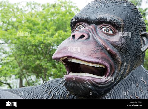 Portrait Of Screaming Gorilla Stock Photo Alamy