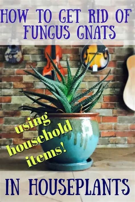 How To Get Rid Of Fungus Gnats In Plants Naturally Gnats In House