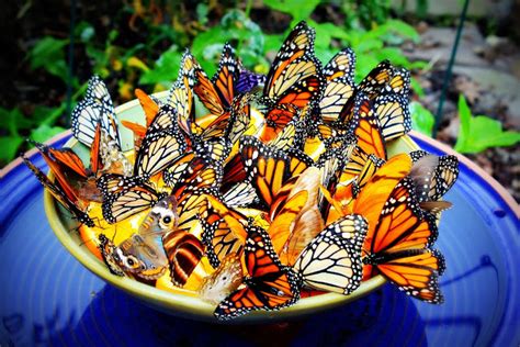 Make A Homemade Butterfly Feeder To Attract Butterflies To Your Garden