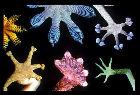 Multimedia Gallery Gecko Feet Nsf National Science Foundation