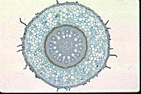 There are no comments for monocot stem cross section. Plant Anatomy Lab Practical - Biology 212 with Dr ...