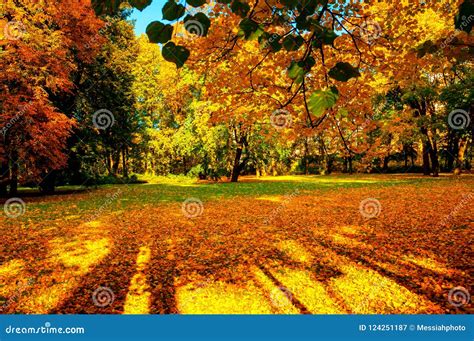 Autumn Trees In Sunny Autumn Park Lit By Sunshine Sunny Autumn