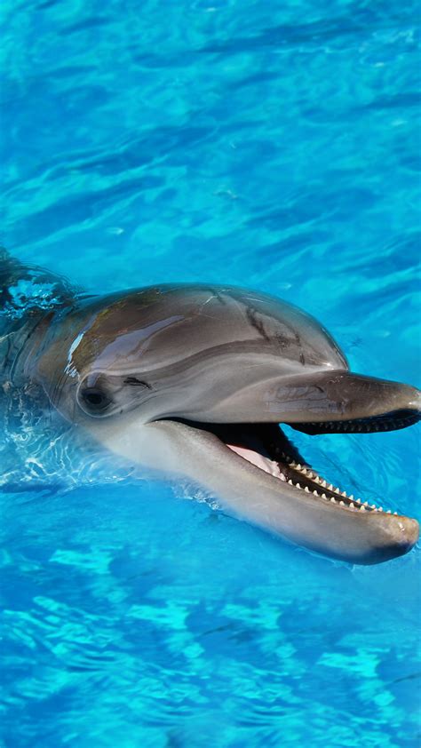 Ultra Hd Baby Dolphin Wallpaper For Your Mobile Phone 0308