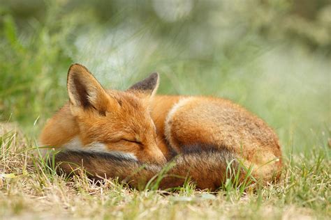 Sleeping Cutie Red Fox In The Grass Photograph By Roeselien Raimond