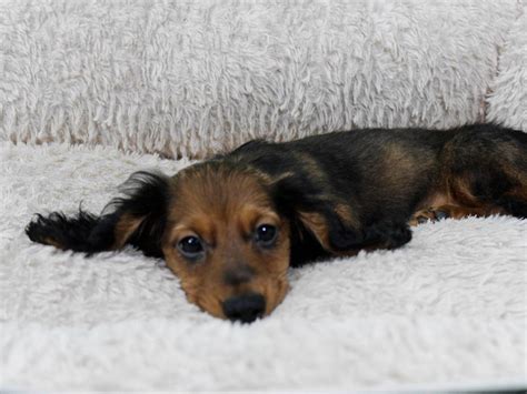 It has an elongated head and a. Visit our Dachshund puppies for sale near Franklin Wisconsin