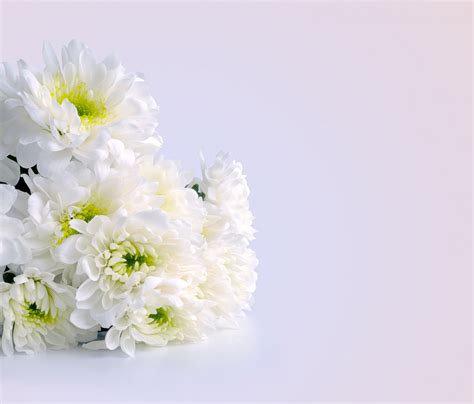 Kostenlose Foto Ast Blühen Abstrakt Weiß Blume Blütenblatt Foto