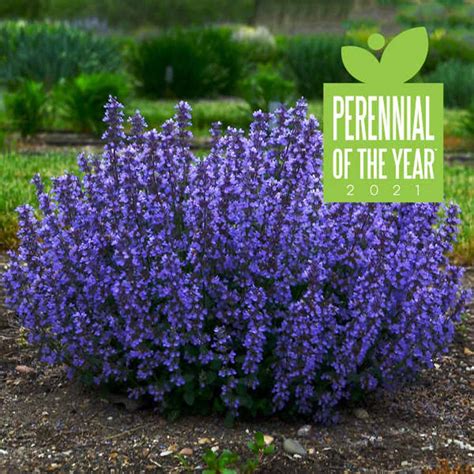 Nepeta 'cat's pajamas' is een langbloeiende bolvormige plant met indigoblauwe bloemaren die helemaal van de grond tot aan de uiteinden bloeien. Nepeta Cat's Pajamas Catmint - Sugar Creek Gardens