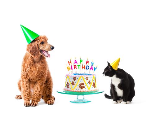 Happy Birthday Images With Pets