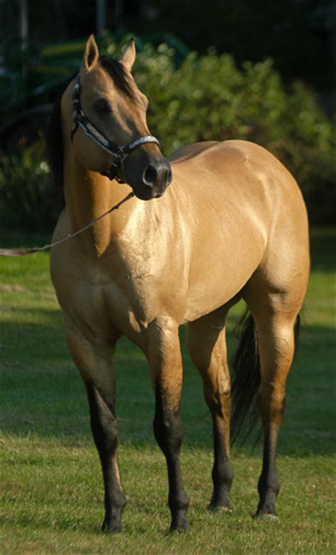 $1,800 buckskin paint quarter horse. Quarter Horses - Sunup Ranch - Stallions - Zan Parr Bar ...