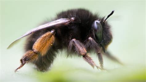 Check spelling or type a new query. Hairy-Footed Flower Bees - Attract Bees