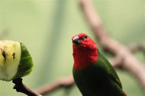 Red Headed Parrot Finch Katrin Feldbauer Flickr