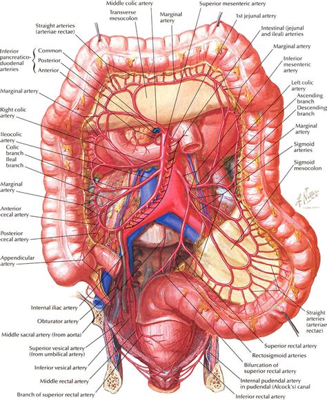 Organs in lower back left side. Function of large intestine in human body - human anatomy ...