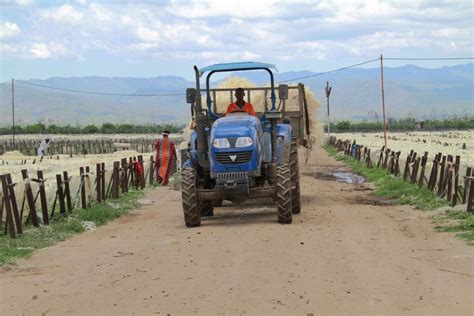 Feature Tanzanian Smallholder Farmers Pin Hopes On Revival Of Sisal