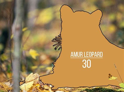 Amur Leopard Endangered Species Amur Leopard Endangered
