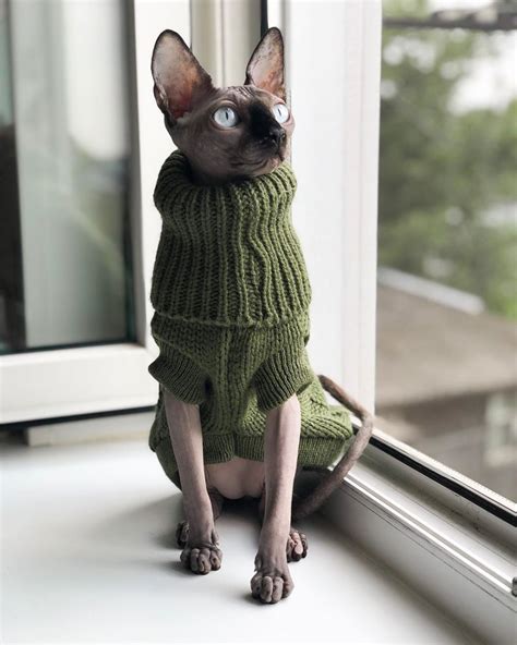 Are Sphynx Cats So Scary 15 Facts Refute This Opinion The Paws