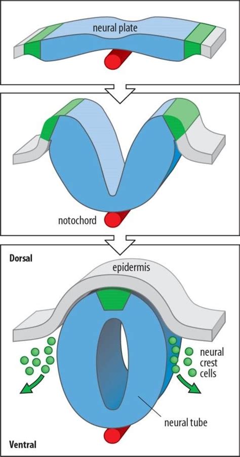 Formation Of The Neural Tube And Neural Crest Cells Ncc During Early
