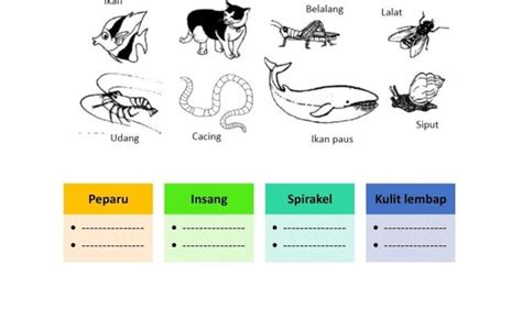 Contoh Haiwan Amfibia Tahun 4 Burung Wikipedia Bahasa Melayu