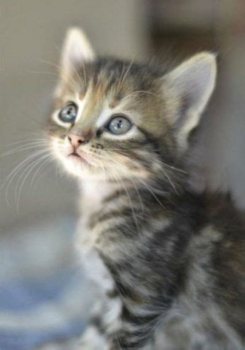 A tabby is any domestic cat (felis catus) with a distinctive 'm' shaped marking on its forehead, stripes by its eyes and across its cheeks, along its back, and around its legs and tail, and. Adorable Cute Grey Tabby Kitten | Cute animals, Kittens ...