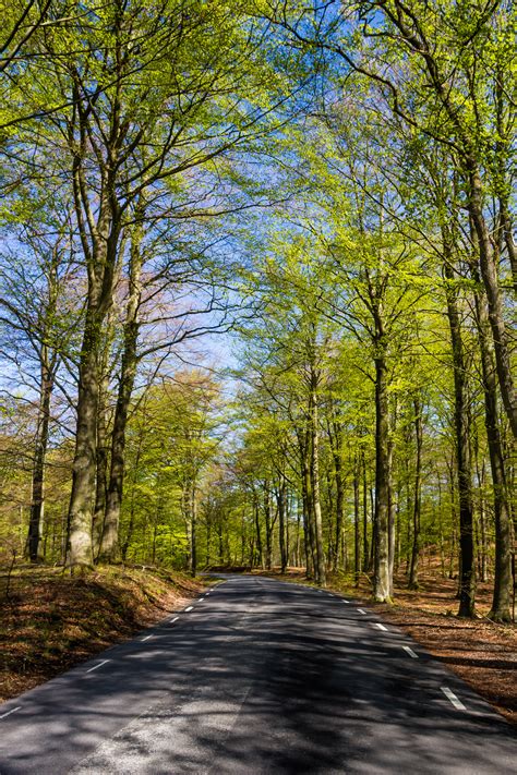Wallpaper Sunlight Landscape Forest Nature Park Road Branch