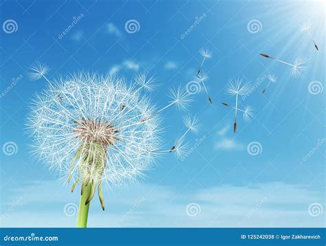 Dandelion With Flying Seeds On Cloudy Sky Stock Photo Image Of Flimsy