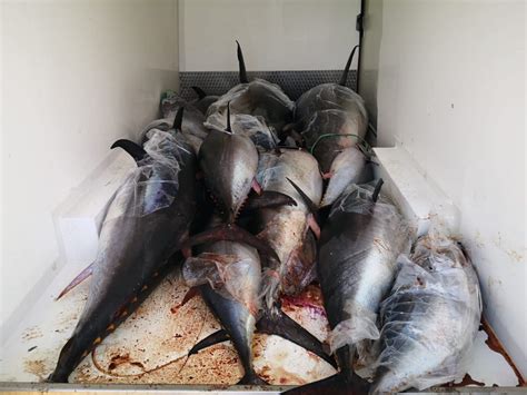 Pesca Illegale Sequestrati 1200kg Di Tonno Rosso Nel Palermitano
