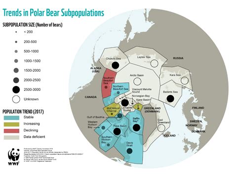 Polar Bear Status And Population Wwf Arctic Bear Species Polar