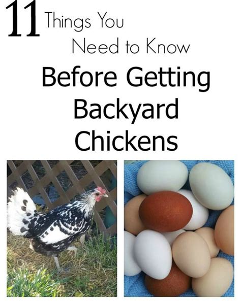 Things You Need To Know Before Getting Backyard Chickens Chickens Backyard Raising