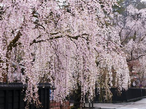 Flowering cherry trees are popular for their showy spring flowers, fruit for learn about flowering cherry trees, including which ornamental varieties are best for residential gardens and how to care for them. Dwarf Weeping Cherry Tree Zone 5 - Best Photo Tree