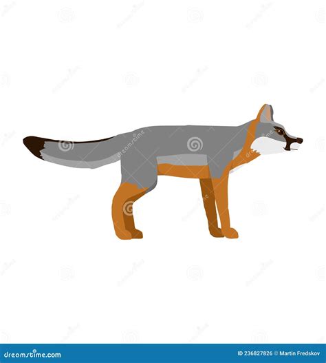 Gray Fox Seen In Side View Flat Vector 236827826