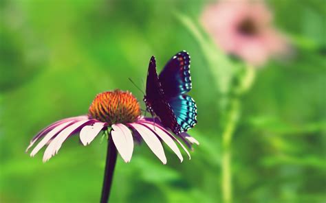 Nature Flowers Butterfly Animals Insects Summer 1920x1200 Wallpaper