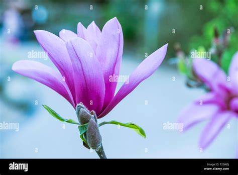 The Magnificent Flowers Of A Magnolia Liliiflora Stock Photo Alamy