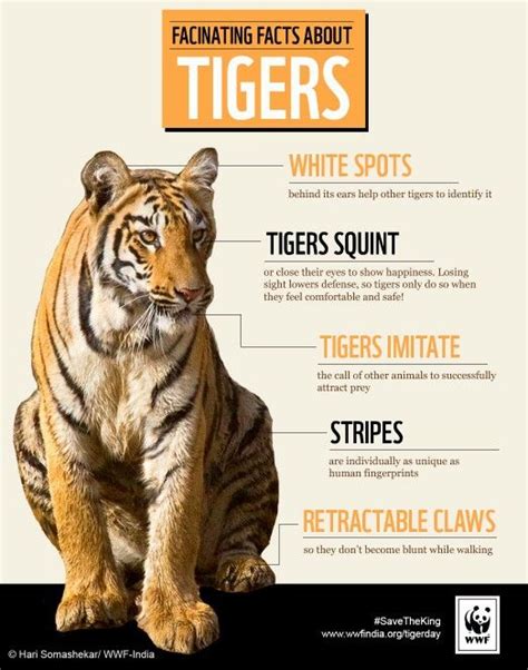 Tiger Fact Sheet Artofit