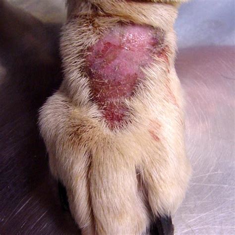 Dermatitis En Perros Tratamiento Tipos Con Fotos Y Síntomas 2022