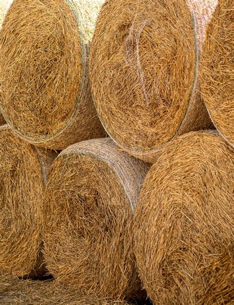 Hay Bales Neatly Stacked On Top Of Each Other Dry Straw Texture Stock