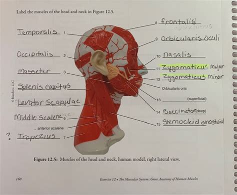 Solved Label The Muscles Of The Head And Neck In Figure 1