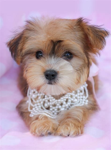 Morkie Puppies Morkie Puppies For Sale Teacup Puppies